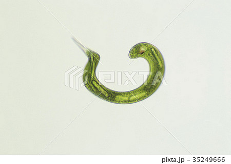 ミドリムシ(ユーグレナ) ミドリムシ(ユーグレナ) 35249666