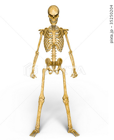 ガイコツのイラスト素材