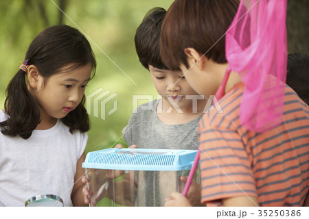 昆虫採集 観察 屋外 35250386