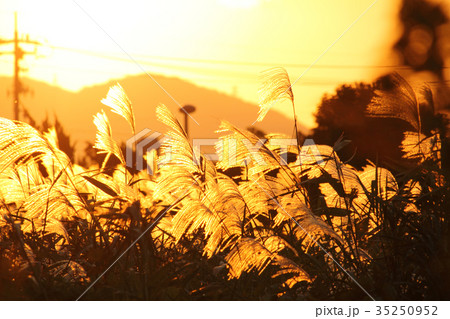 秋の夕暮れ時のススキの写真素材
