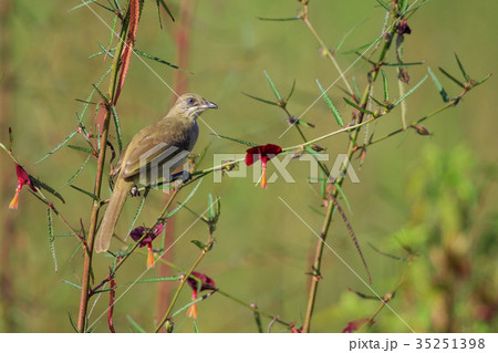 Image of bird (Streak-eared Bulbul). Animal. Image of bird (Streak-eared Bulbul). Animal. 35251398