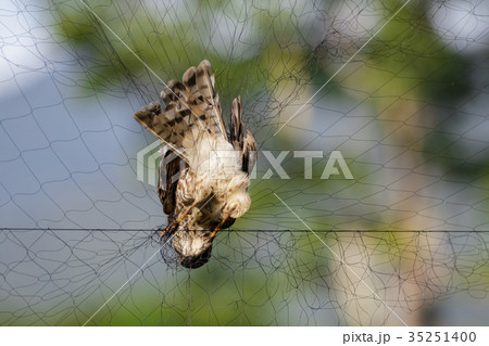 Image of bird (Sparrow) is attached to the net. Image of bird (Sparrow) is attached to the net. 35251400