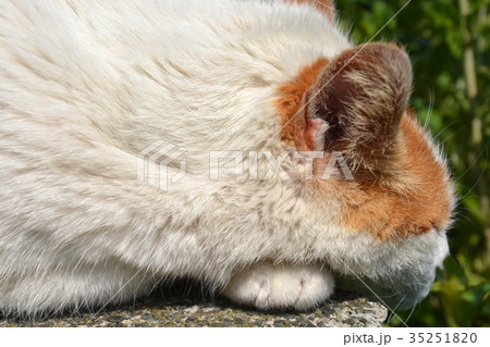お昼寝中の太ったネコ 35251820