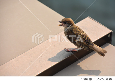 スズメ 35251830