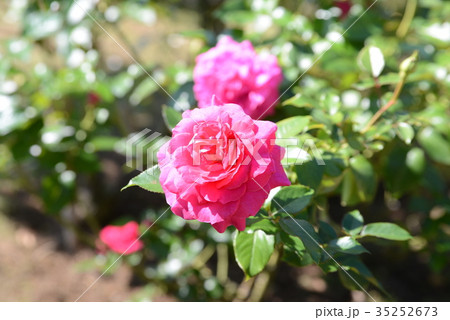 マヌウメイアン 35252673