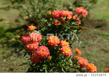 マンダリン 35252674