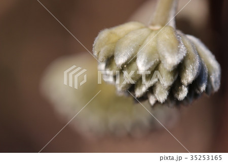 春の訪れ（ミツマタの花芽） 35253165