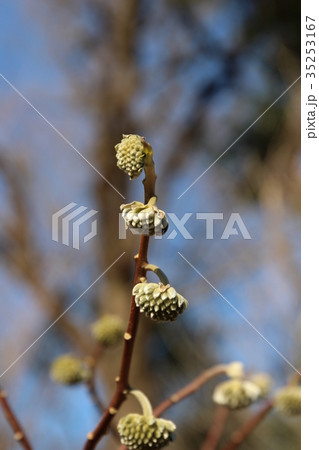 春の訪れ（ミツマタの花芽） 35253167