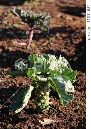 美容と健康に効果的なメキャベツ 35254684