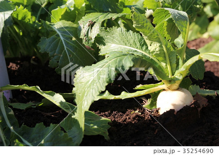 金町かぶ 金町かぶ 35254690