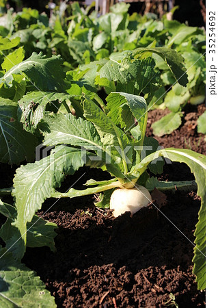 金町かぶ 35254692