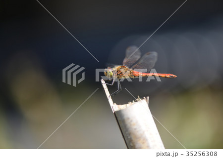 赤トンボのアキアカネ 赤トンボのアキアカネ 35256308