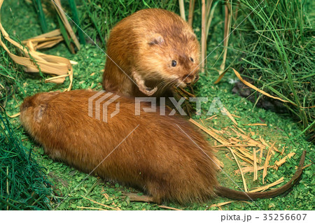 Close up of stuffed muskrat or Ondatra zibethicus 35256607