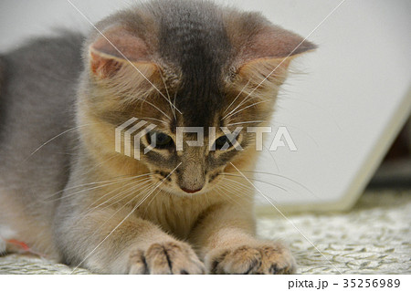 遊ぶ仔猫 遊ぶ仔猫 35256989