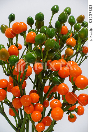 トウガラシの切り花 35257803