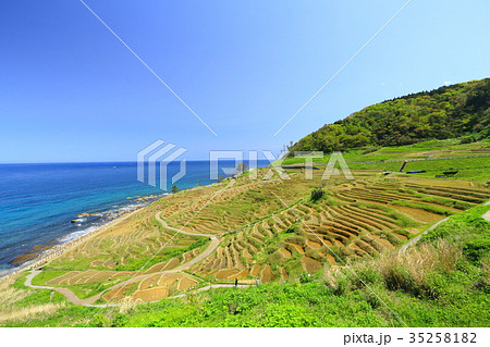 初夏の千枚田 35258182