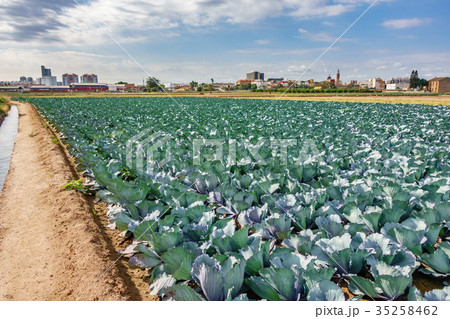 Cabbage plantation against the city Cabbage plantation against the city 35258462