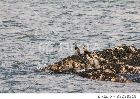 Various sea birds on the ocean rock 35258519