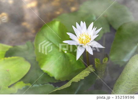 One White lotus flower in fog One White lotus flower in fog 35259596