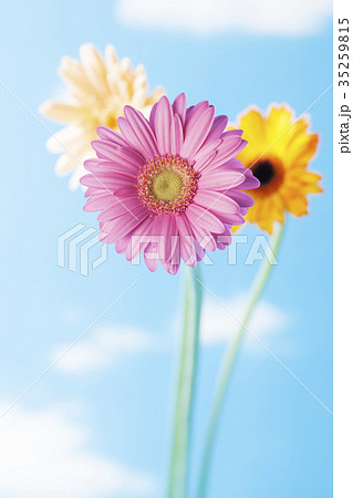 花 ガーベラ 背景素材 ボタニカルのイメージの写真素材