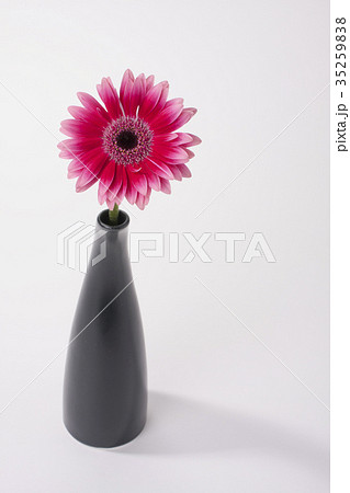花 ガーベラ 背景素材 ボタニカルのイメージの写真素材