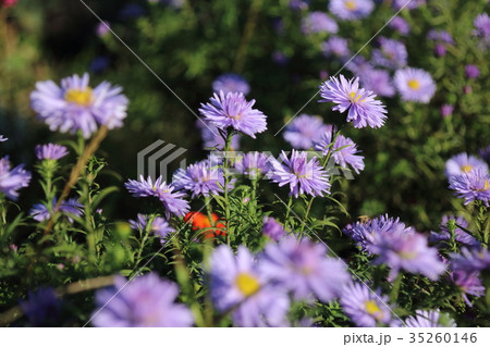 Beautiful flower blue aster. Beautiful flower blue aster. 35260146
