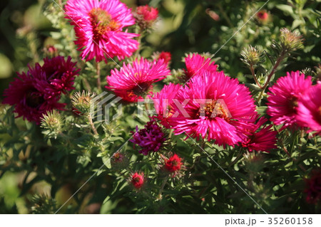 Red perennial aster Red perennial aster 35260158