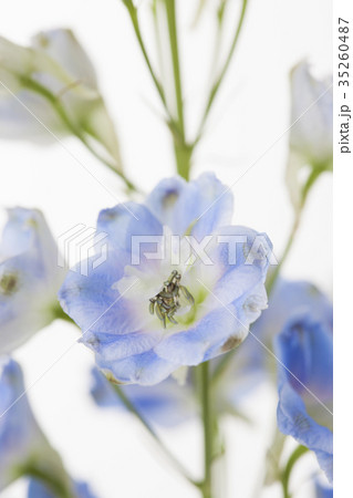 花 デルフィニウム 背景素材 ボタニカルのイメージの写真素材