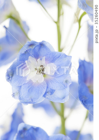 花 デルフィニウム 背景素材 ボタニカルのイメージの写真素材