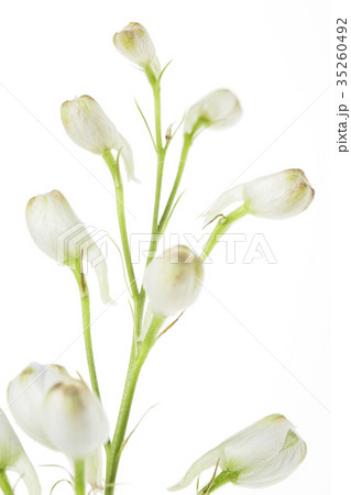 花 デルフィニウムのつぼみ 背景素材 ボタニカルのイメージの写真素材