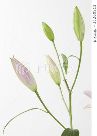 花　ゆり　背景素材　ボタニカルのイメージ 35260511