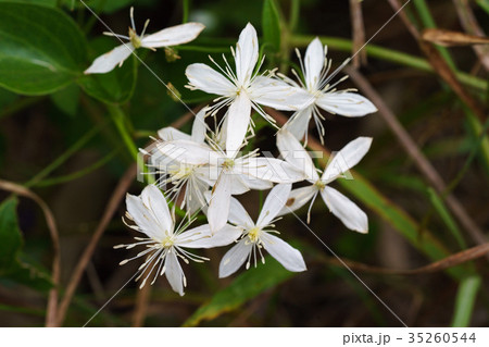 小笠原固有種のムニンセンニンソウ 35260544