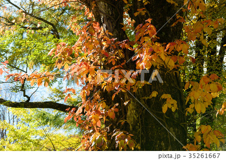 秋のツタウルシ 35261667