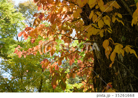 秋のツタウルシ 35261668