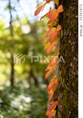 秋のツタウルシ 秋のツタウルシ 35261672