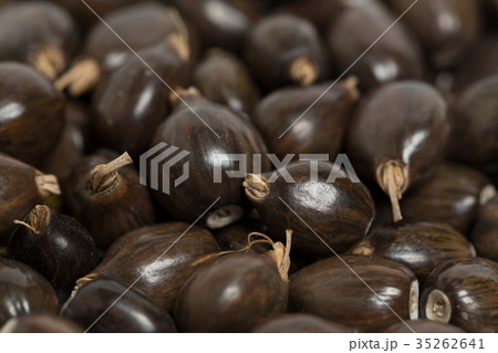 ジュズダマ 35262641