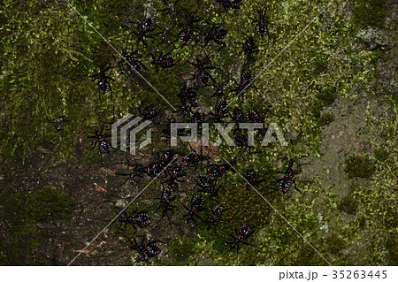 ヨコヅナサシガメ　幼虫の集団 35263445