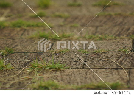 公園の緑 35263477