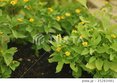 公園の緑 公園の緑 35263481