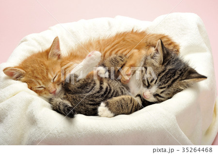 子猫 子猫 35264468