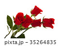 Rose 35264835
