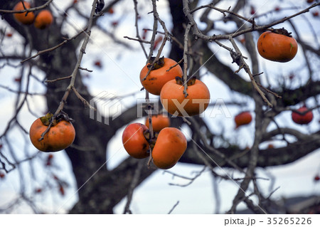 柿の木 35265226