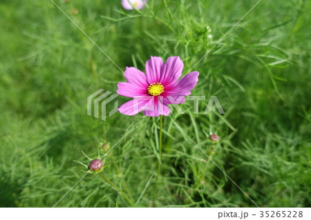 コスモス１ 35265228