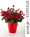 Rose 35265516