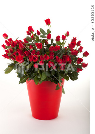 Rose 35265516