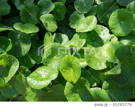 Asiatic Pennywort 35265779