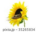 Cicada and Sunflower 35265834