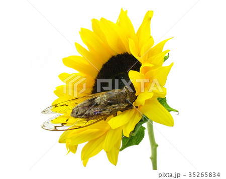 Cicada and Sunflower Cicada and Sunflower 35265834