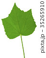 Leaf 35265910