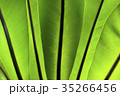 bird's nest fern 35266456